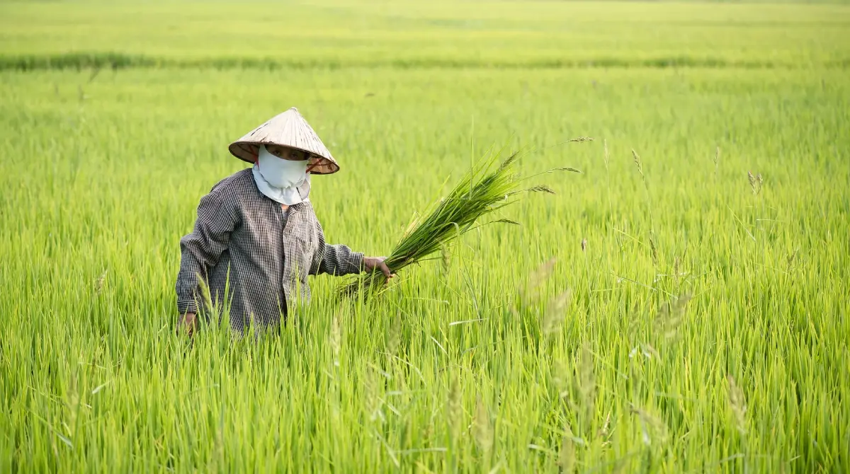 ครม.อนุมัติ ขยายเวลาสินเชื่อเกษตรกรแปลงใหญ่ สิ้นสุด 31 ธ.ค. 69