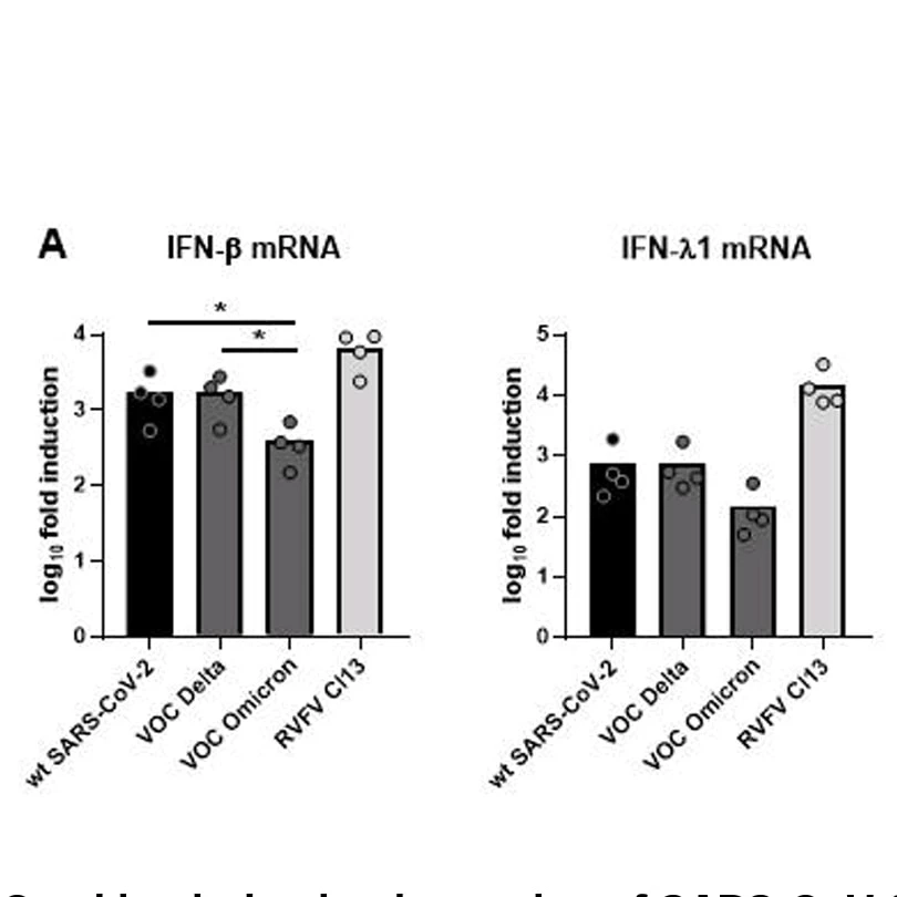 "ดร.อนันต์" นักไวรัสวิทยา อธิบายชัด ทำไมติดโอมิครอนแล้วติดไข้หวัดใหญ่ง่าย
