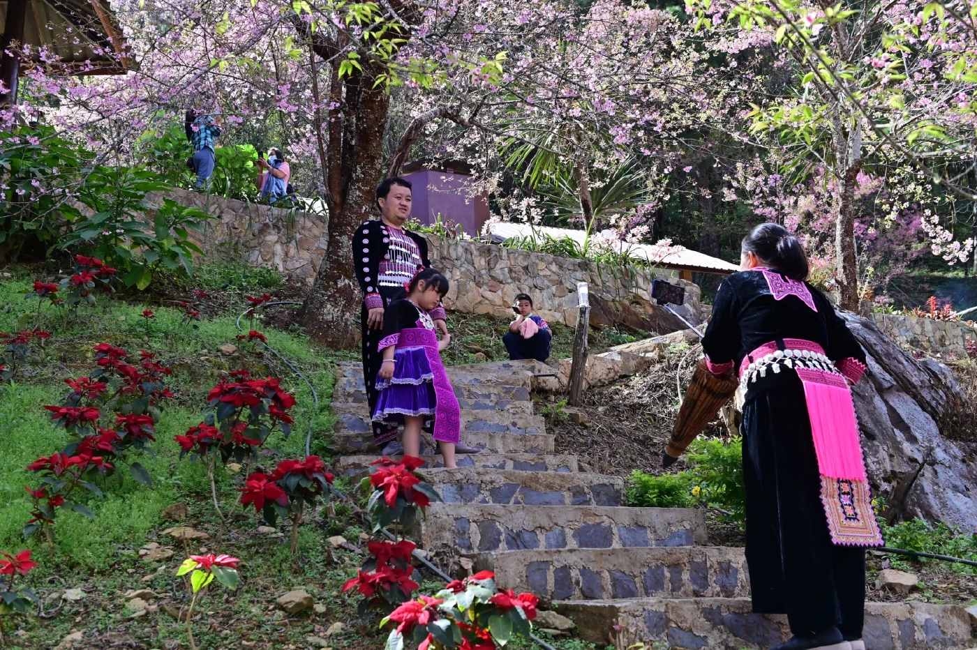 ยังทัน!!ชม“นางพญาเสือโคร่ง”บานสะพรั่งหน่วยจัดการต้นน้ำหงาว-งาว 