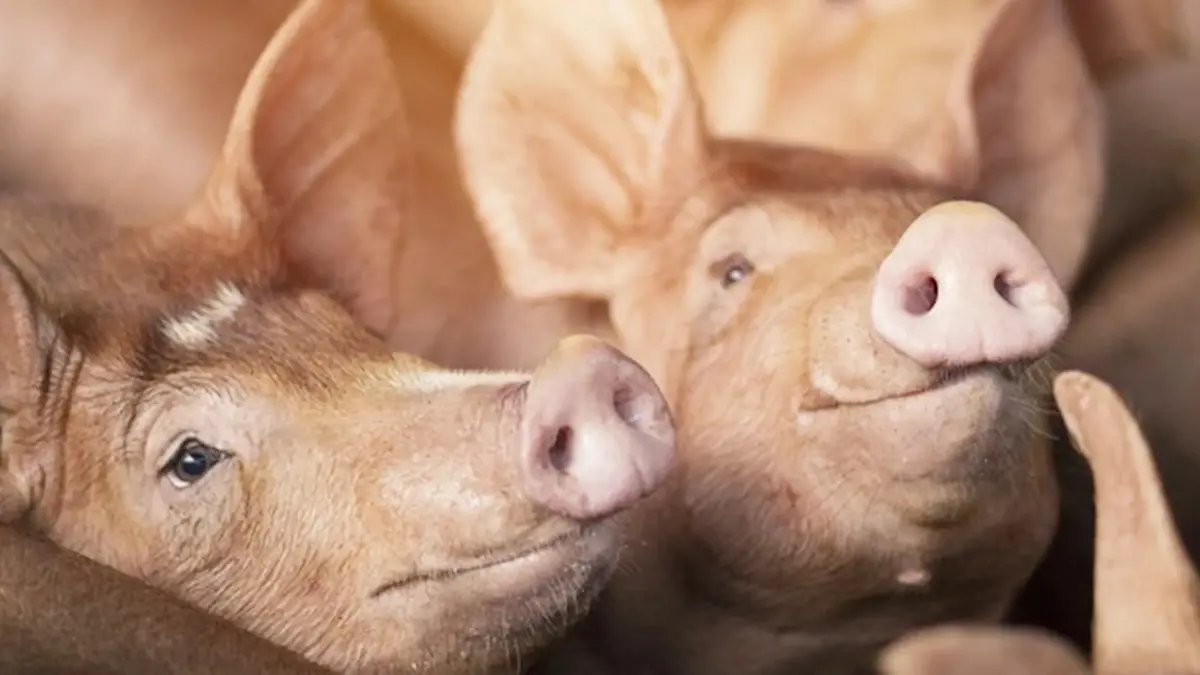 ธนกร เผย รัฐจ่อจ่ายเยียวยาหมูตาย ระบุที่ผ่านมาไม่เคยปิดบัง