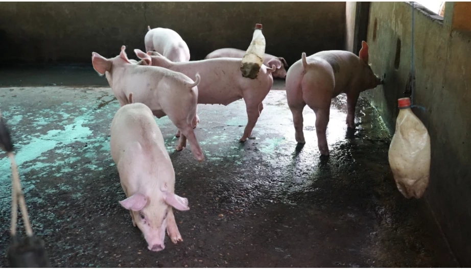 ก.เกษตรฯ สั่งห้ามส่งออกหมู พร้อมกางแผน 3 ระยะแก้ราคาหมูแพง