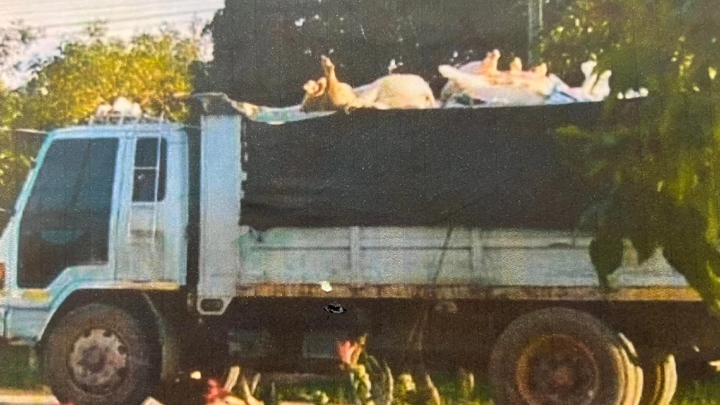 ฟ้องด้วยภาพ! ร้อง "ศรีสุวรรณ" เอาผิดปศุสัตว์ ปล่อยให้ขนหมูตายเกลื่อนเมือง