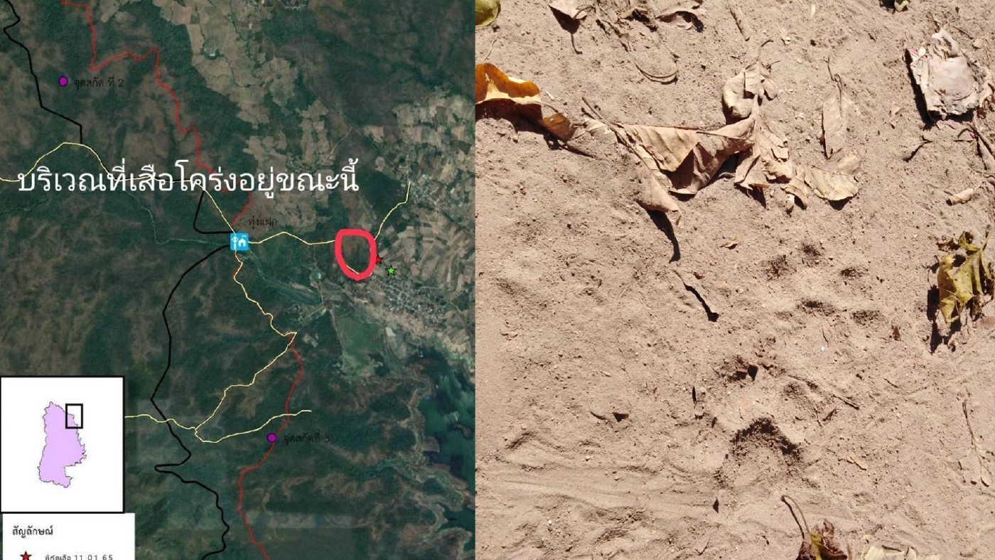 เตือนชาวบ้าน "เสือโคร่ง" ออกนอกป่า สั่ง จนท.ตรึงกำลังเตรียมจับเข้าป่า