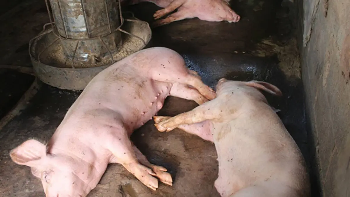 ศรีสุวรรณบุก ป.ป.ช.เอาผิด รมช.ประภัตร ปมปกปิดอหิวาต์หมู