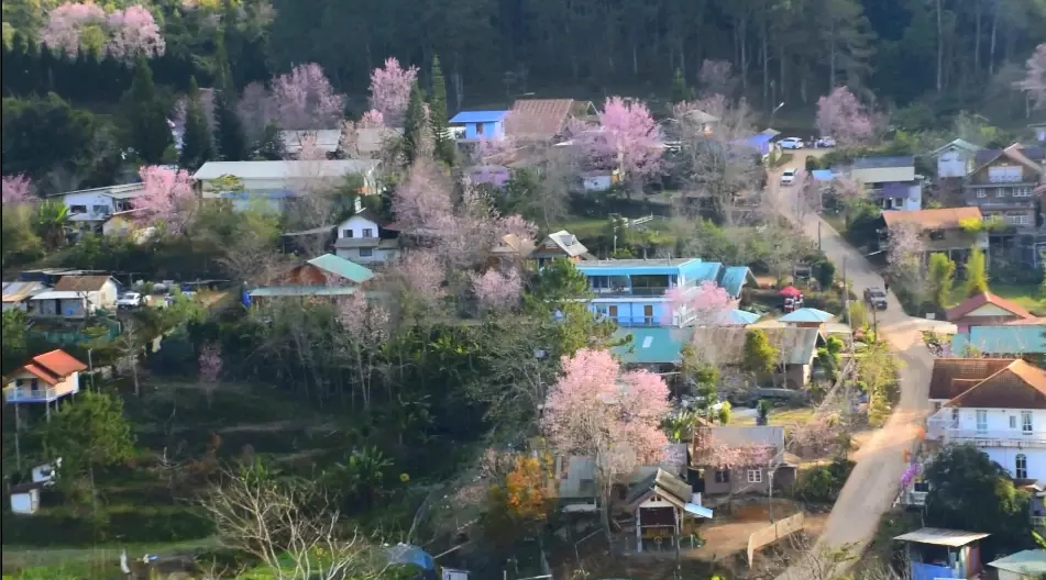 หมู่บ้านสีชมพู ดอกนางพญาเสือโคร่งบานที่บ้านใหม่ร่องกล้า อวดสายตา นทท.