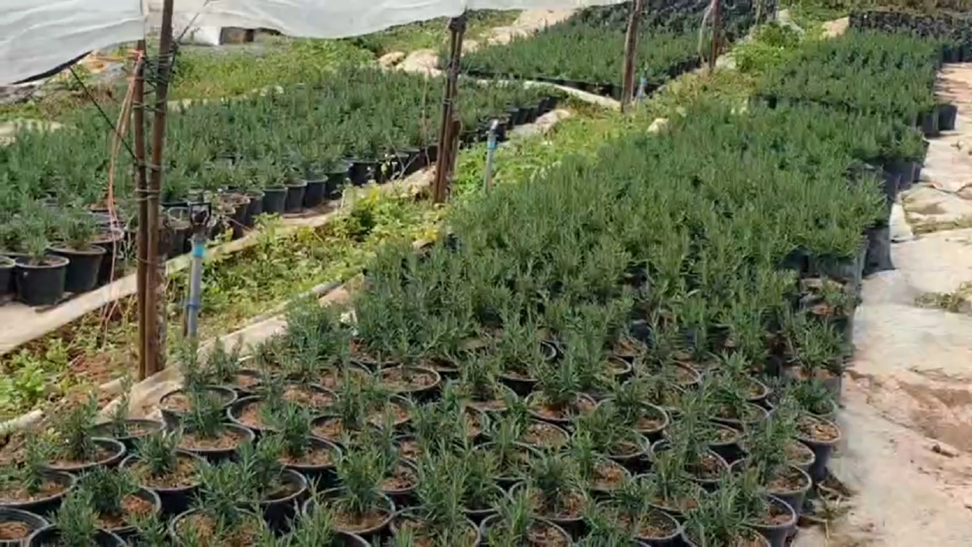 ปลูก 'โรสแมรี่' ขายออนไลน์พยุงรายได้สู้โควิด