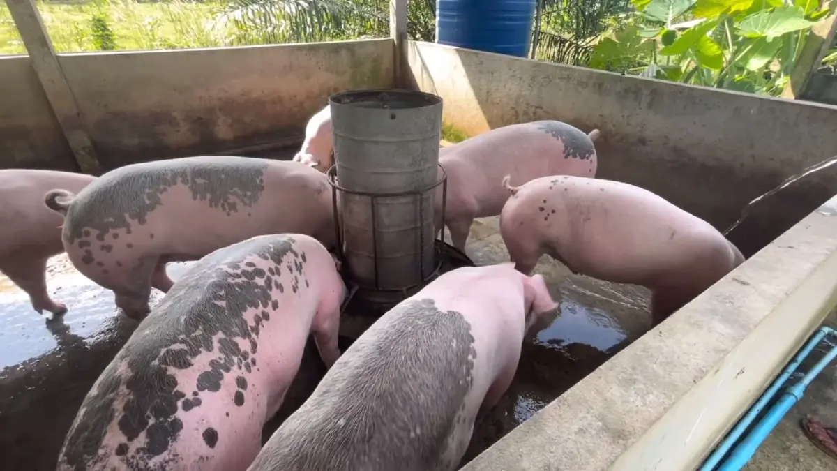 เกษตรกร แย่งซื้อลูกหมู ราคาพุ่งถึง 2,500 บาท ไม่พอขาย
