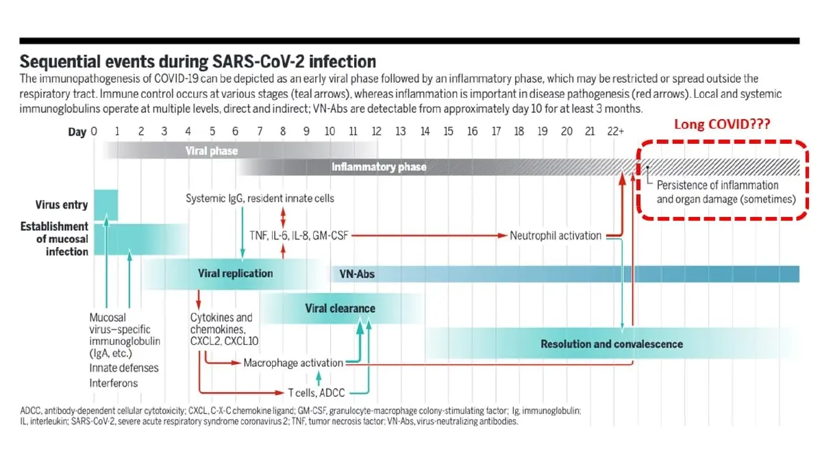 หมอธีระ เผยผลศึกษาอาการ Long COVID รักษามากกว่า 8 เดือน ทำลายระบบอวัยวะภายใน