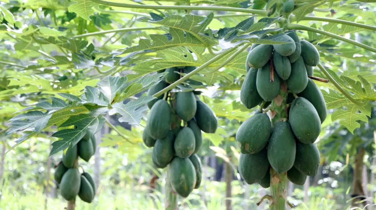 ก.พาณิชย์ สั่งติดตามราคาสินค้า 6 ชนิดหลังพบมีราคาผิดปกติ