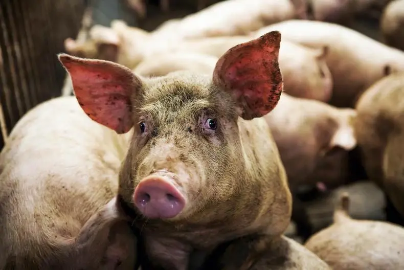 "ลีน่าจัง" จวกรัฐบาลยับ ปมปิดข่าวหมูตายเป็นล้านตัว ทำให้หมูราคาแพง