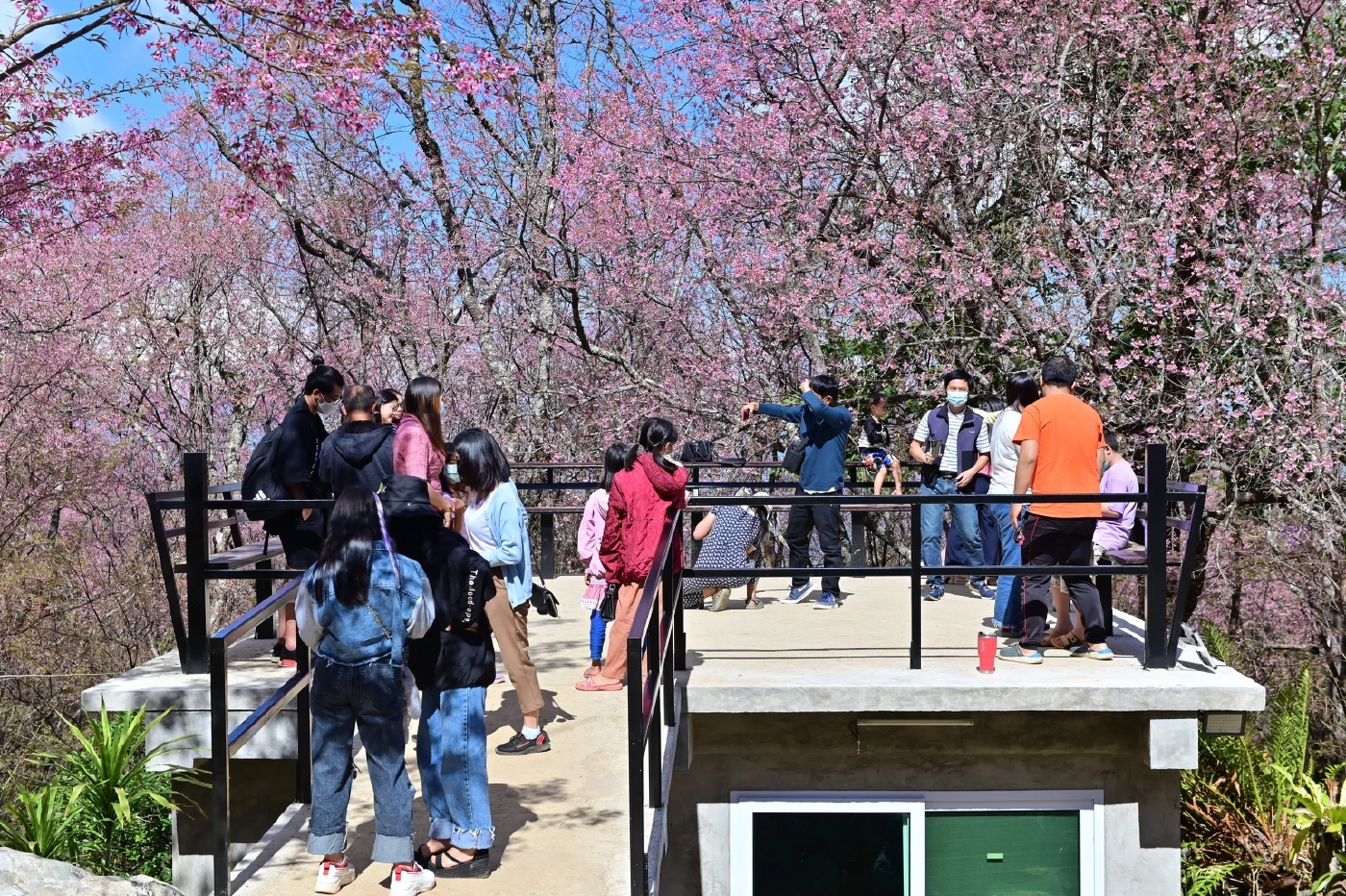 ยังทัน!!ชม“นางพญาเสือโคร่ง”บานสะพรั่งหน่วยจัดการต้นน้ำหงาว-งาว 