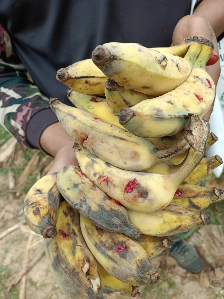 เปิดแผนรักษาช้างป่า "เจ้าด้วน" บาดเจ็บ เหตุศึกชนช้าง