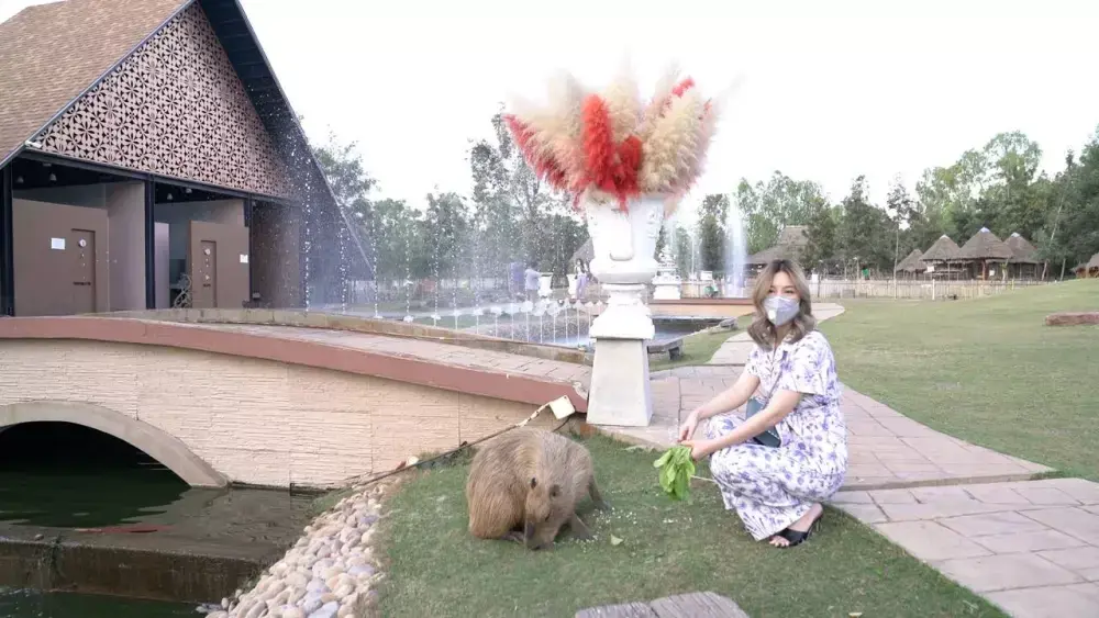 เจ้าของสวนสัตว์วอนคนทำร้าย "คาปิบาร่า" เข้ามาคุย