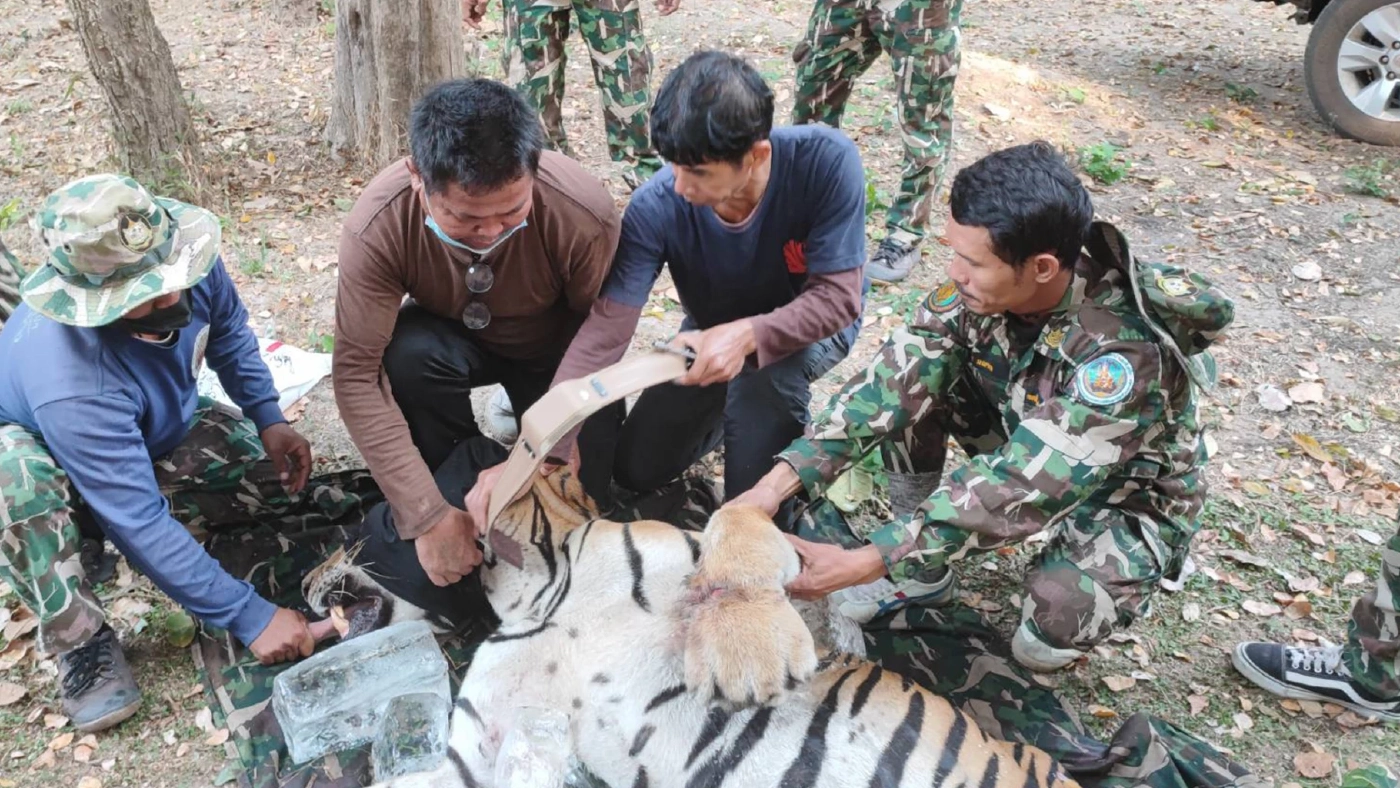 จับได้แล้ว "เสือโคร่ง" ห้วยขาแข้ง หลังออกนอกป่า จนท.ติดปลอกคอก่อนปล่อยป่า