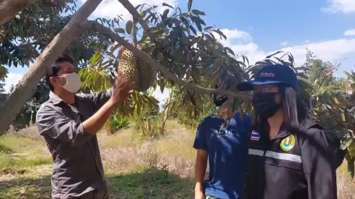 ทุเรียนนอกฤดูสร้างรายได้แสนบาท/เดือน