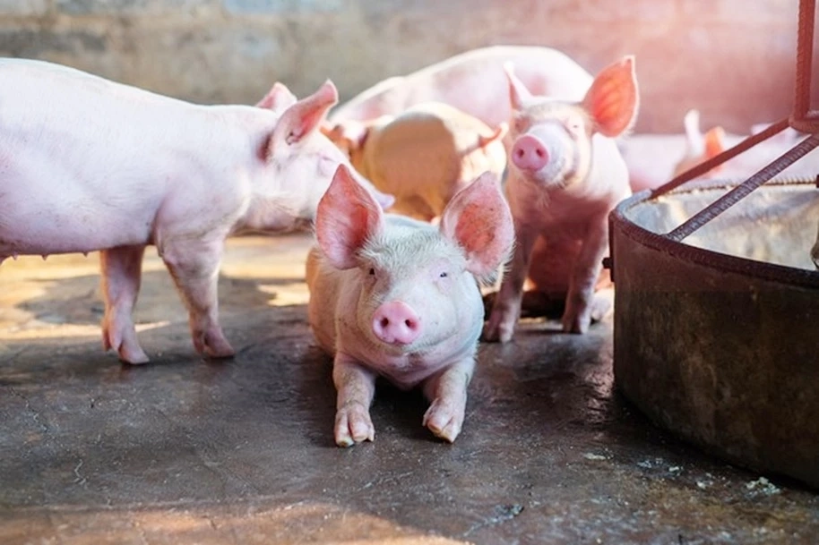 เกษตรกรเลี้ยงหมูแนะลดภาษีนำเข้ากากถั่วเหลือง