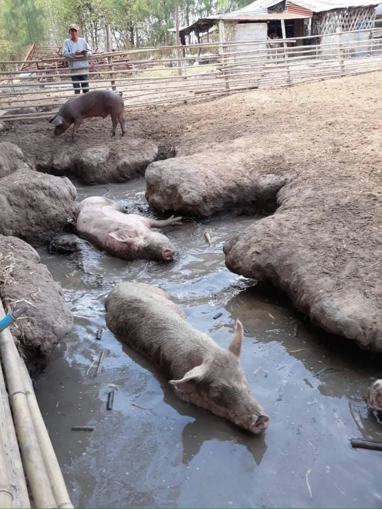 ทึ่ง! ฟาร์มหมูขุนอินทรีย์ระบบปิด รอดโรคระบาด ไม่ตายสักตัว