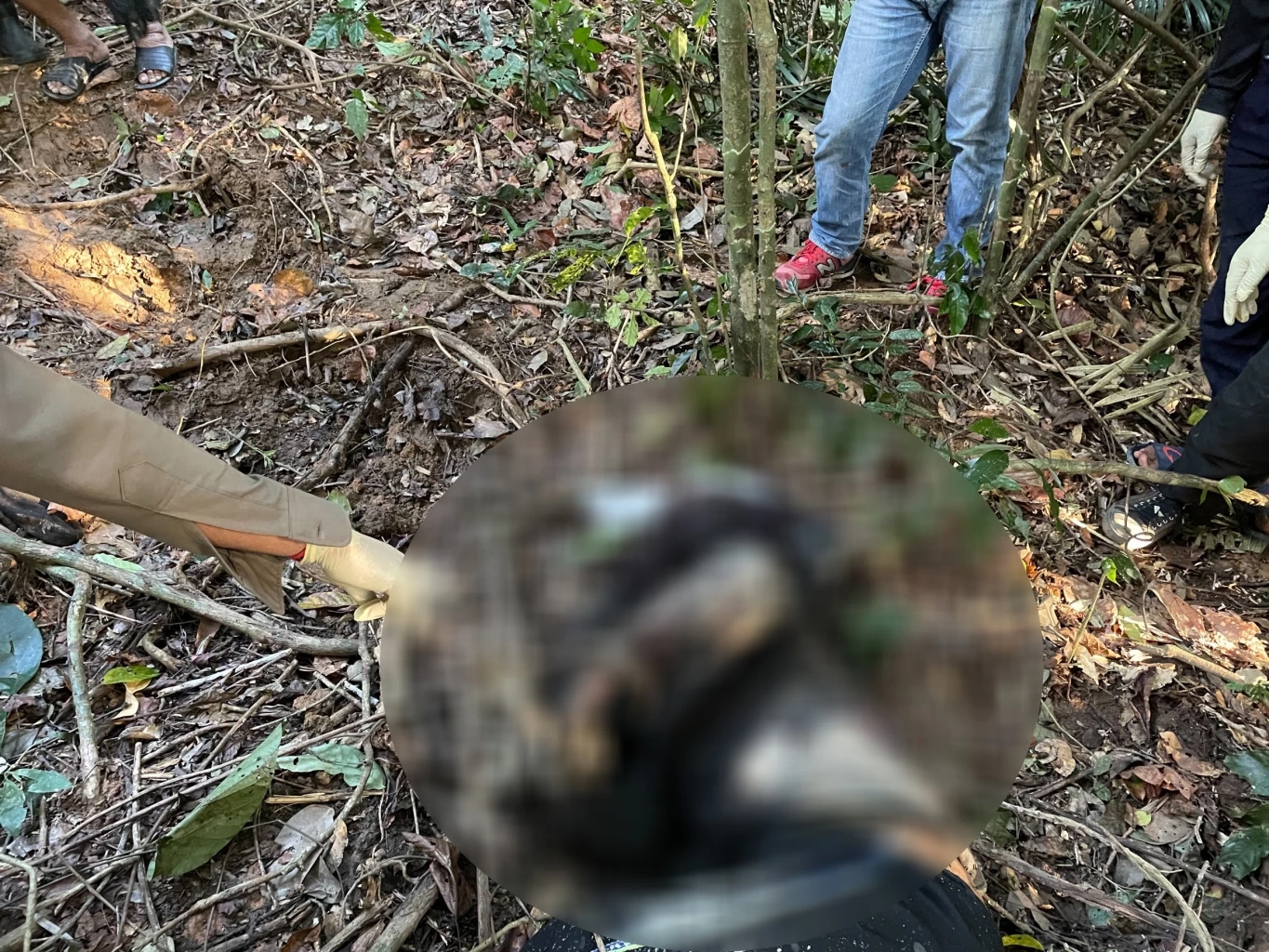 ช้างป่ายกโขลงรุมเหยียบชาวบ้านเสียชีวิต