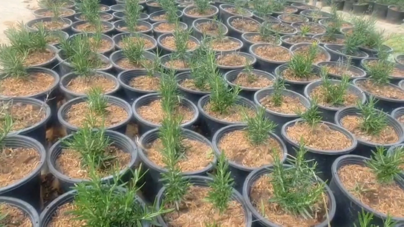 ปลูก 'โรสแมรี่' ขายออนไลน์พยุงรายได้สู้โควิด