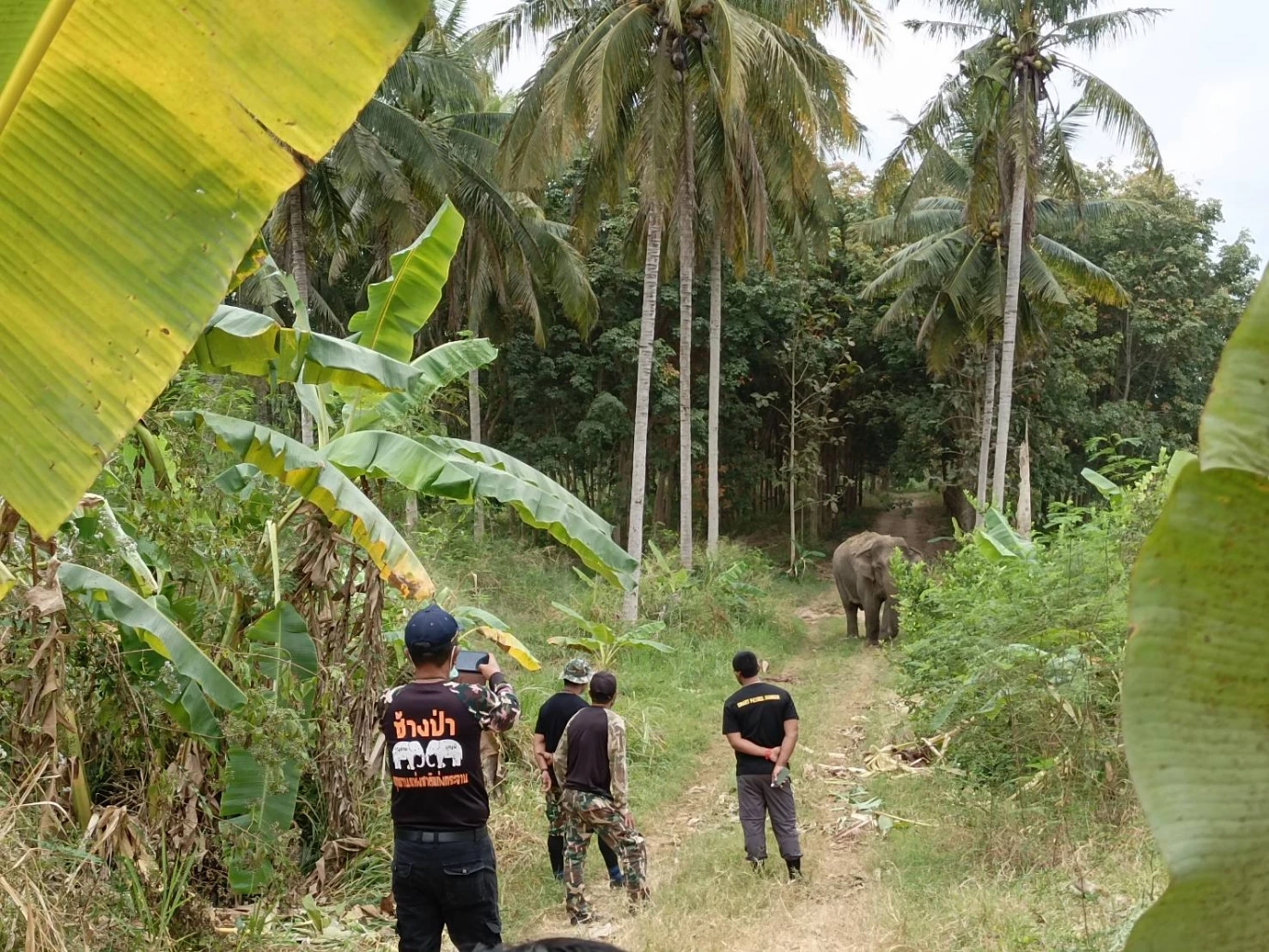 เปิดแผนรักษาช้างป่า "เจ้าด้วน" บาดเจ็บ เหตุศึกชนช้าง