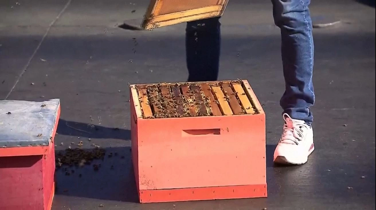 ผู้ประท้วงชาวชิลี พาผึ้งจำนวนมากมาร่วมประท้วงรัฐบาล