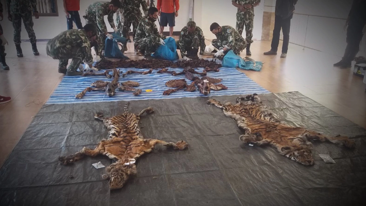 มอบตัวแล้ว พรานโหดยิงเสือโคร่ง แล่เนื้อถลกหนัง อ้างทำไปเพราะเสือกัดวัวตาย