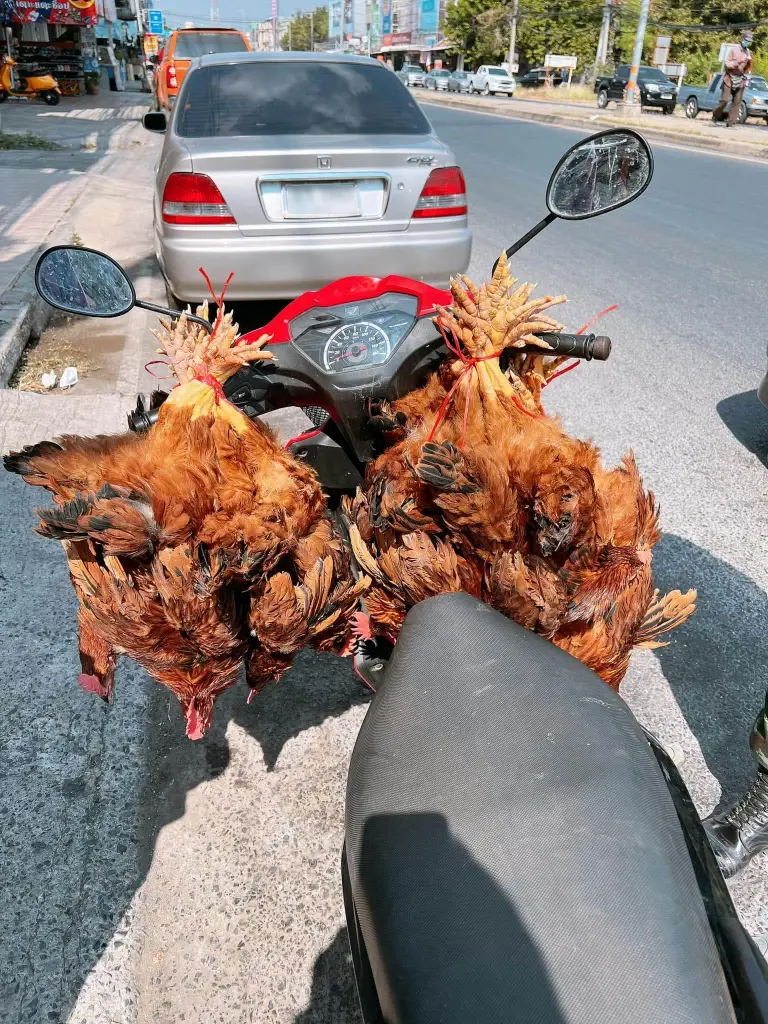 ชื่นชมคนใจบุญ ไถ่ชีวิตไก่ กลางถนน 40 ตัว ห้อยหัวกำลังไปเชือด