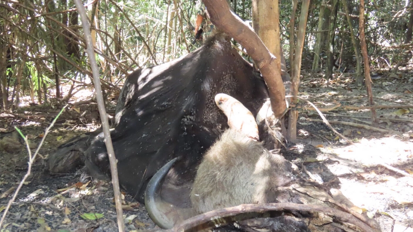 สลด! พบซากกระทิง ติดบ่วงแร้ว จนขาดใจตาย