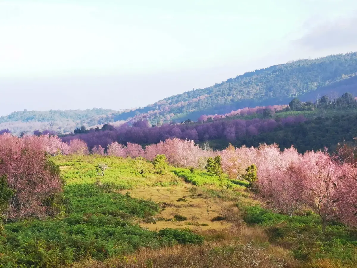 หมู่บ้านสีชมพู ดอกนางพญาเสือโคร่งบานที่บ้านใหม่ร่องกล้า อวดสายตา นทท.