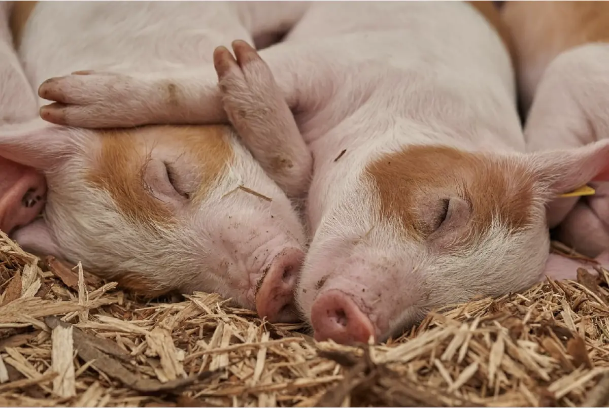 บิลลี่ โอแกน นักร้องชื่อดัง ทอดปลาโชว์ หลังราคาหมูแพง รอรุ่นต่อไปโตค่อยกิน