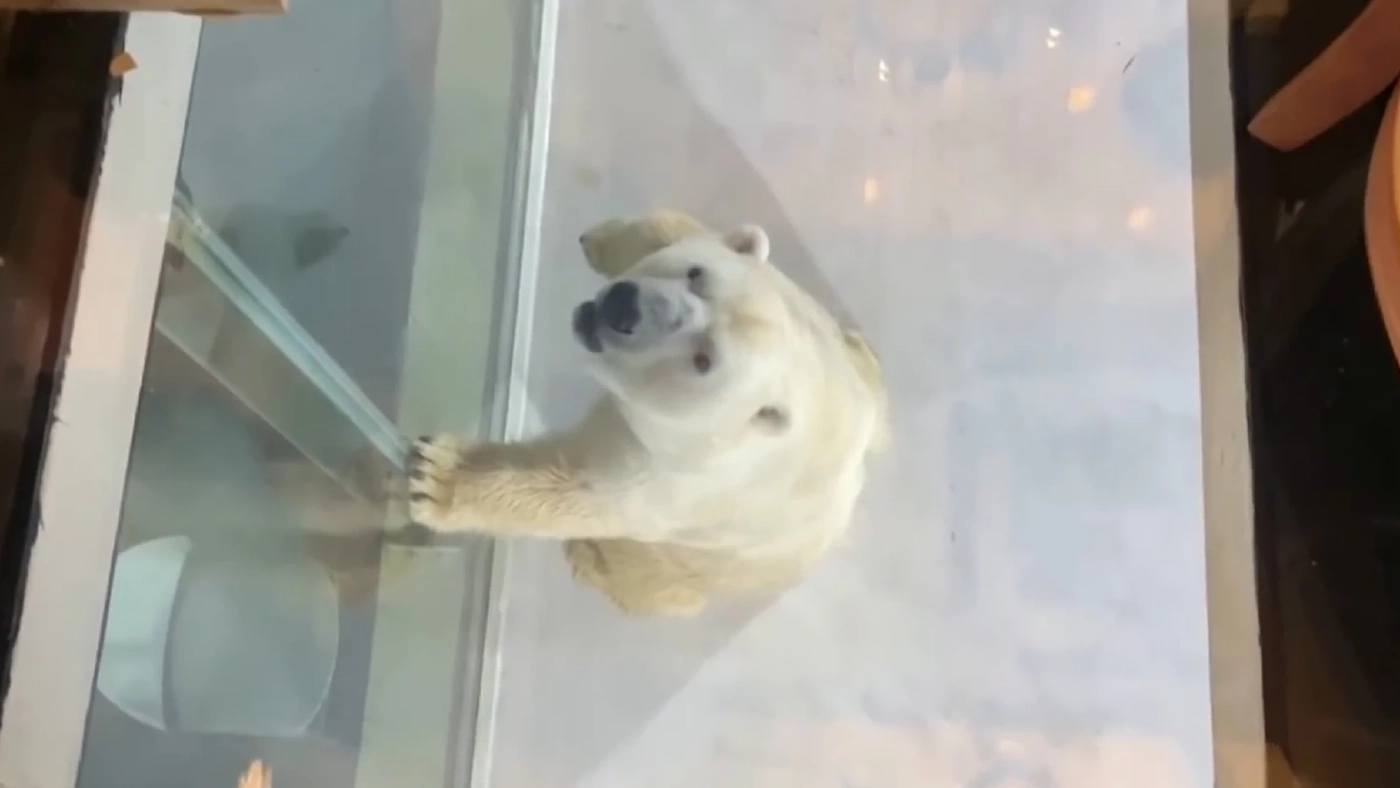 จีนสั่งปิดห้องพักโรงแรมนอนดูเสือโคร่งสีขาว