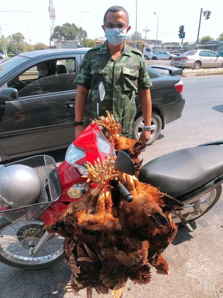 ชื่นชมคนใจบุญ ไถ่ชีวิตไก่ กลางถนน 40 ตัว ห้อยหัวกำลังไปเชือด