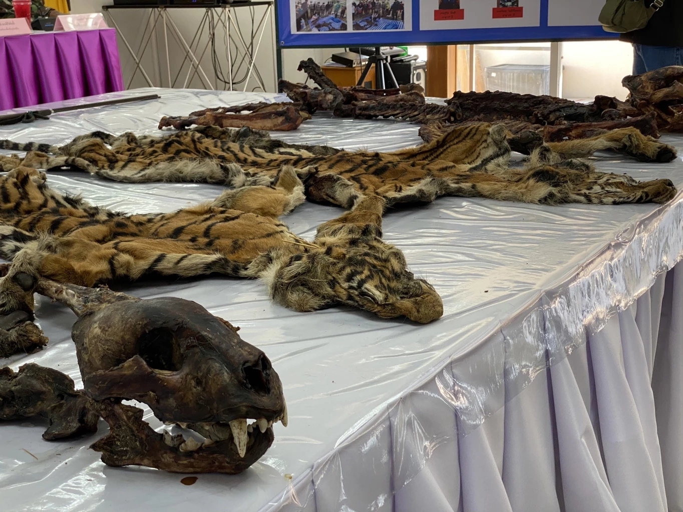 รอง ผบ.ตร. แถลงรวบ 5 มือยิงเสือโคร่งกลางป่าอุทยานฯ พร้อมแจ้ง 9 ข้อหนัก