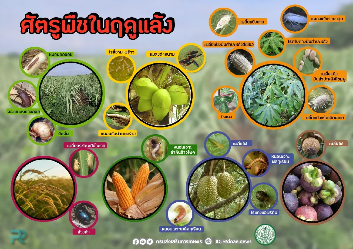 7 พืชเศรษฐกิจเตรียมรับมือศัตรูพืชฤดูแล้ง