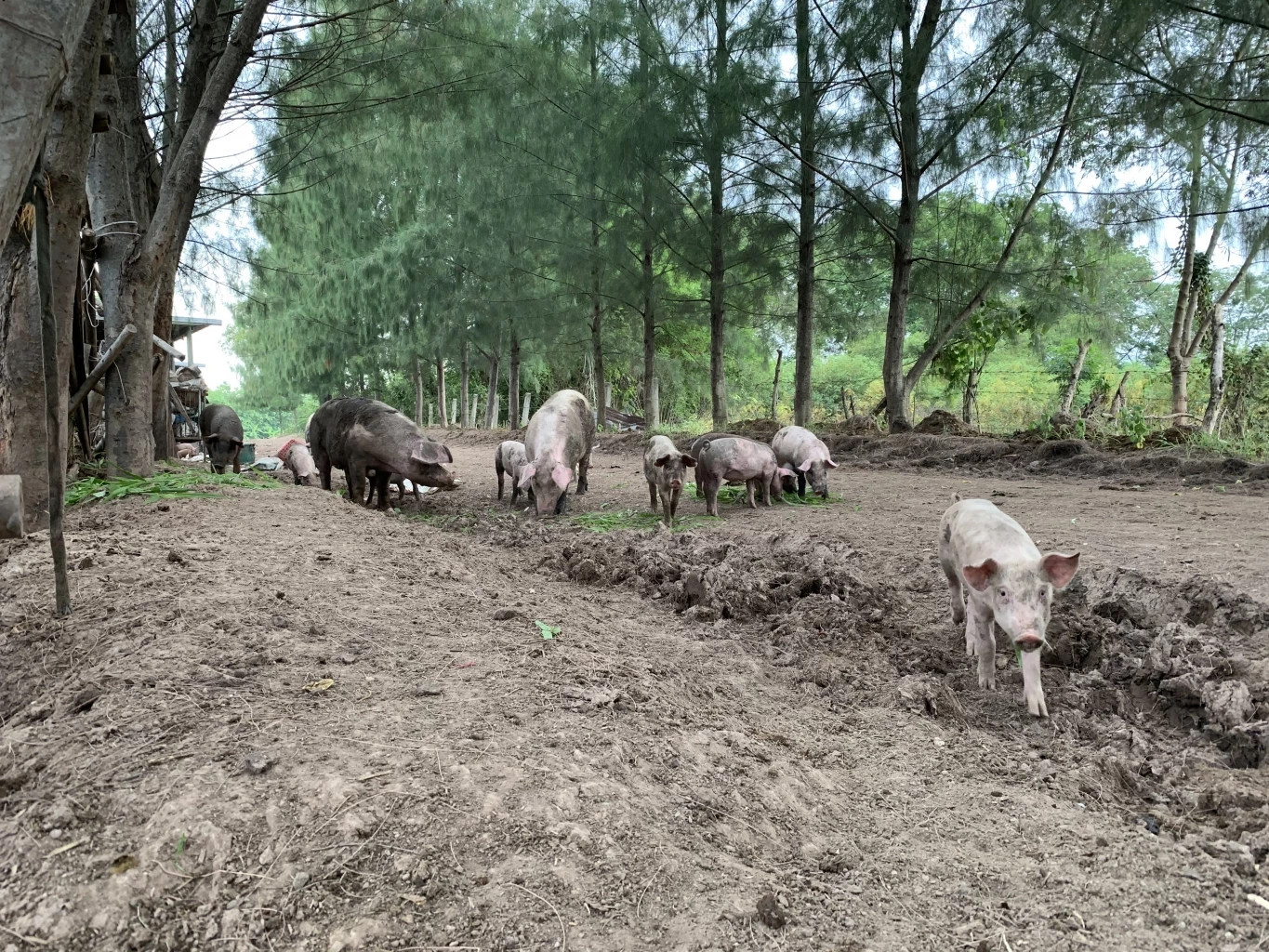 ทึ่ง! ฟาร์มหมูขุนอินทรีย์ระบบปิด รอดโรคระบาด ไม่ตายสักตัว
