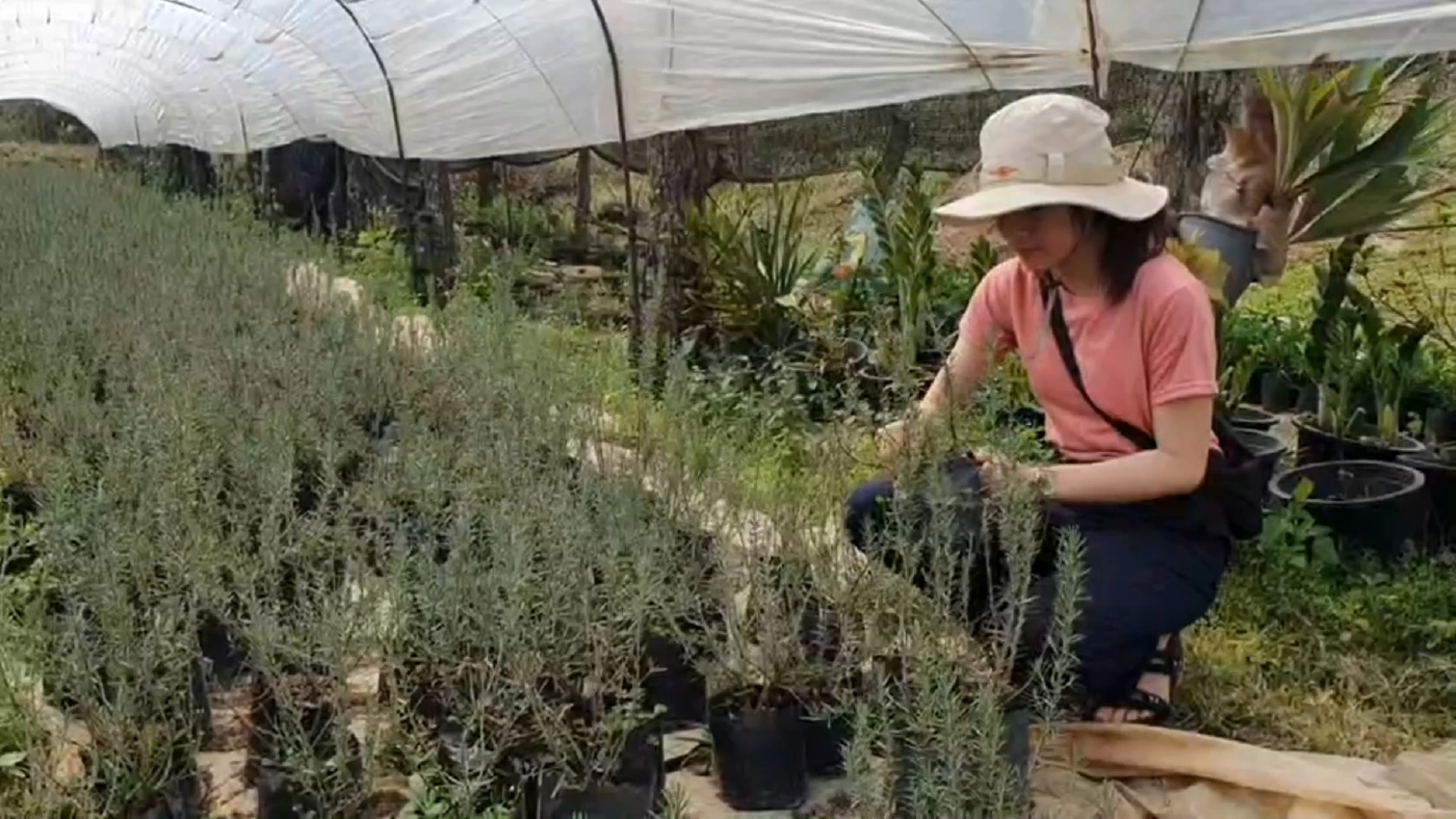 ปลูก 'โรสแมรี่' ขายออนไลน์พยุงรายได้สู้โควิด