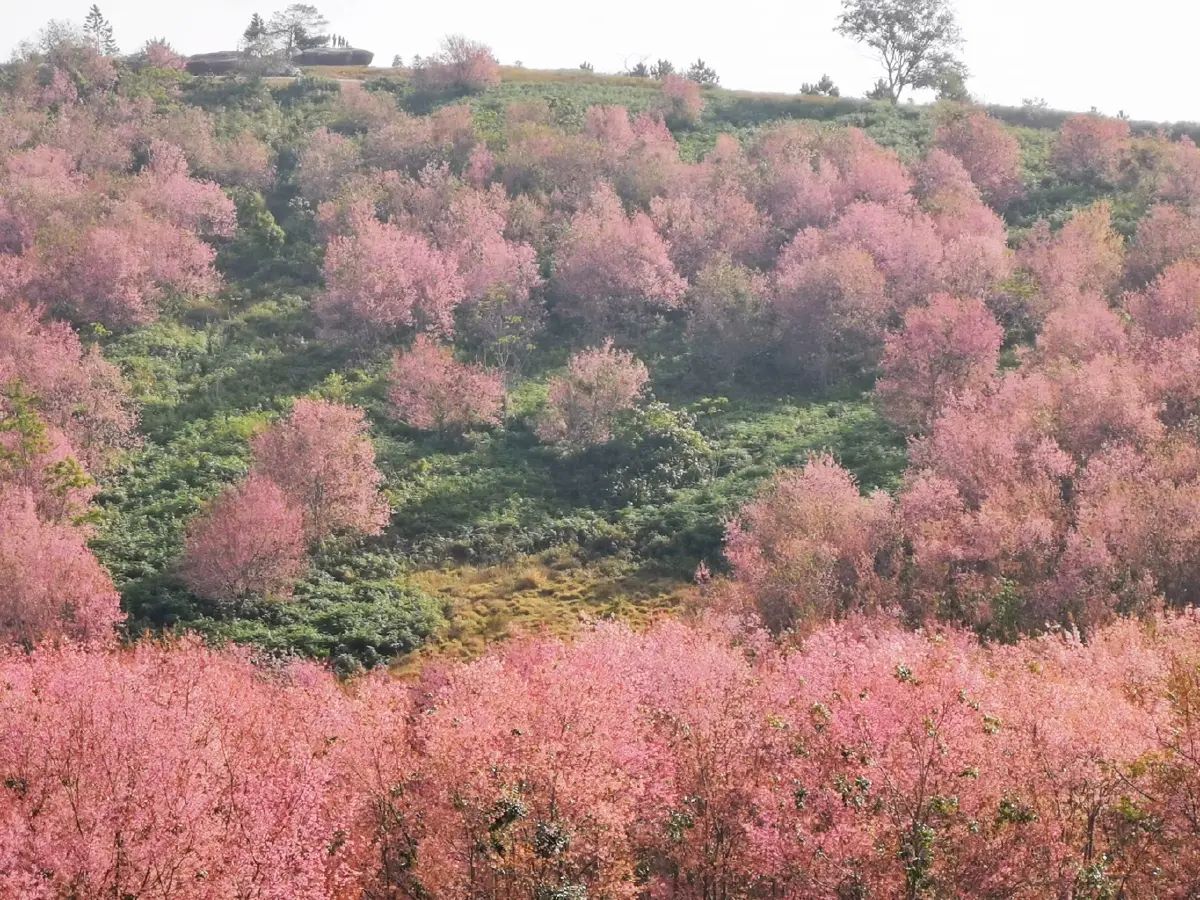 หมู่บ้านสีชมพู ดอกนางพญาเสือโคร่งบานที่บ้านใหม่ร่องกล้า อวดสายตา นทท.