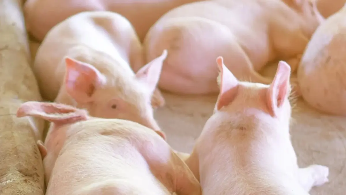 เกษตรกรเลี้ยงหมูเตรียมเฮ! ครม.อนุมัติจ่ายเงินหมูที่ถูกทำลาย 1.5 แสนตัว