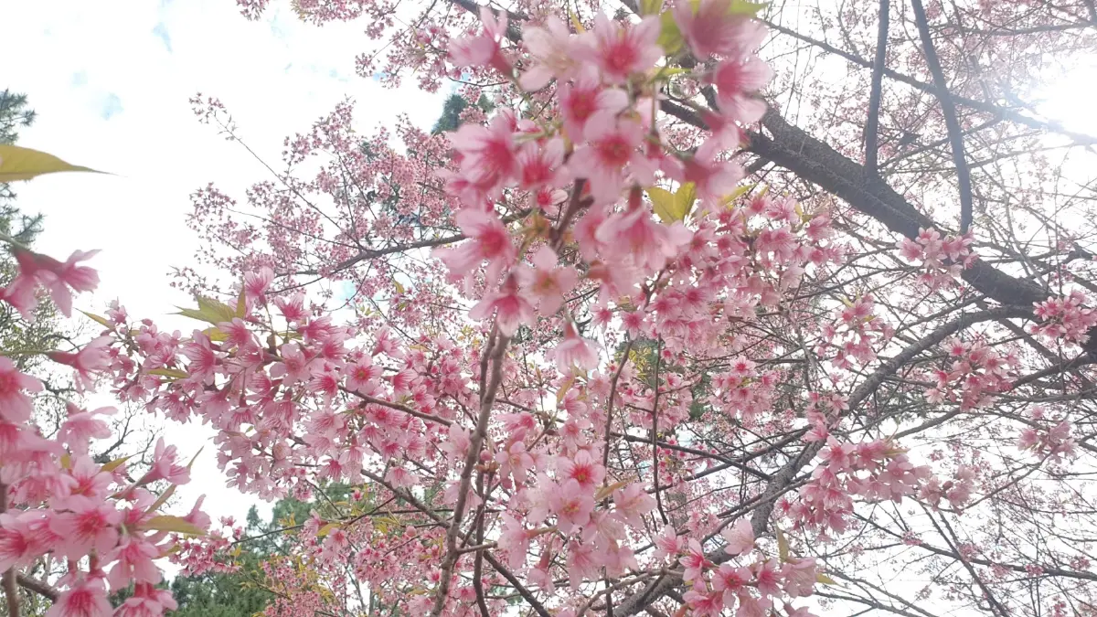 นทท.แห่ชมดอกพญาเสือโคร่งบานสะพรั่งเป็นสีชมพูทั้งดอยอินทนนท์
