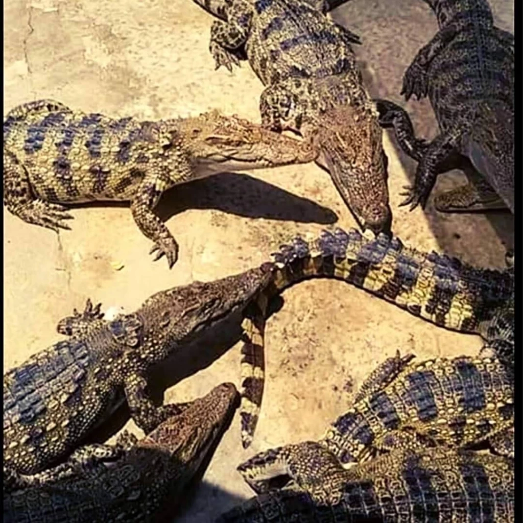 ฟาร์มนครปฐม ประกาศขาย "เนื้อจระเข้" กิโลละ 70 บาท คนแห่ซื้อแทนหมู-ไก่