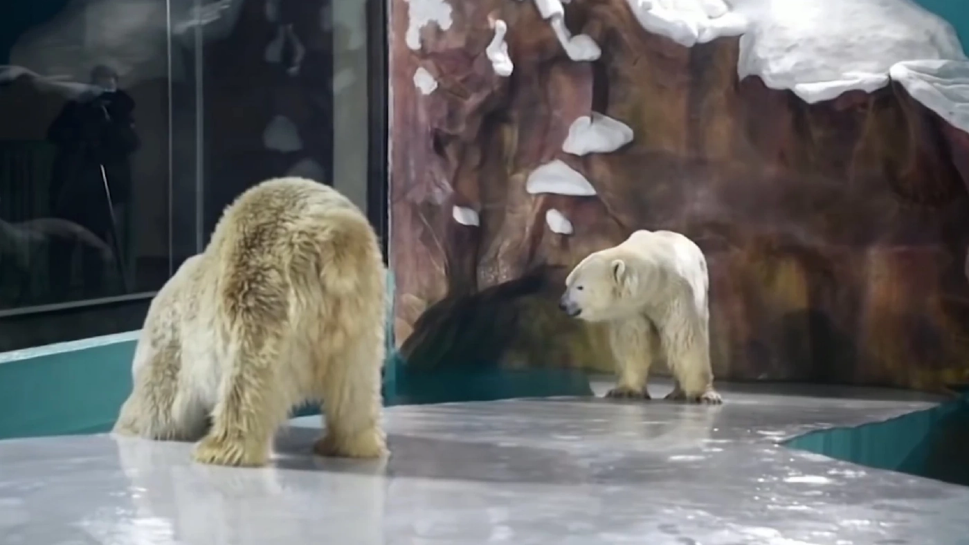 จีนสั่งปิดห้องพักโรงแรมนอนดูเสือโคร่งสีขาว