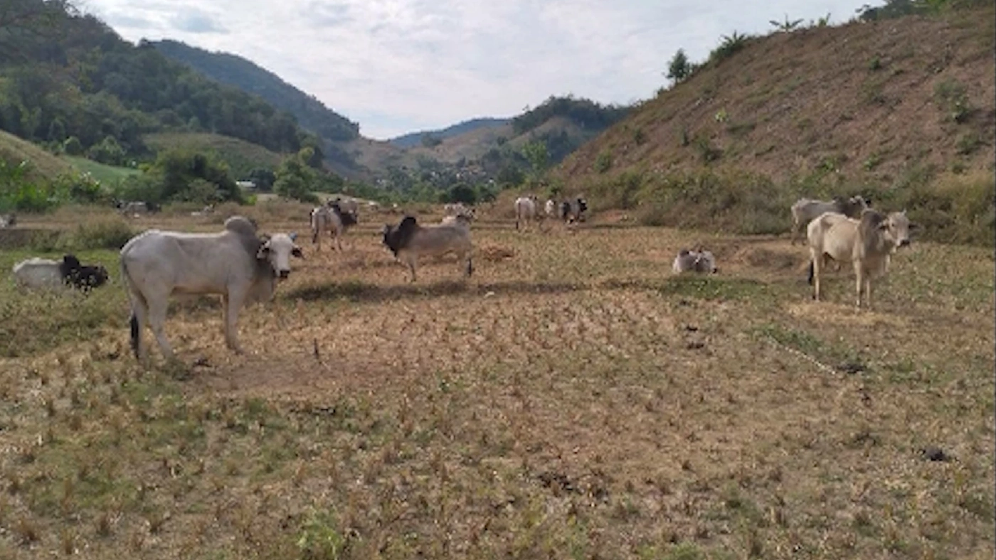 พ่อค้าลักลอบนำเข้า ‘โค-กระบือ‘ เมียนมา