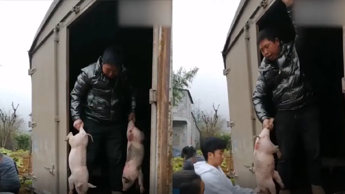 โรงเรียนจีนแจกลูกหมู เป็นรางวัลให้กับเด็กเรียนดี
