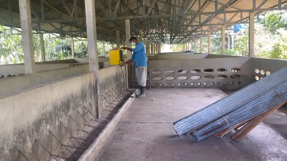 ตรังยืนยันพบโรคระบาดASFในหมูตายกว่า 3 พันตัว