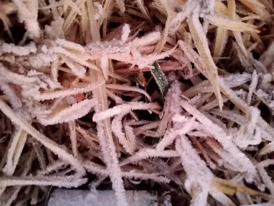 สวยงาม! ดอยอินทนนท์เกิดปรากฎการณ์ "แม่คะนิ้ง" ชุดแรกของปี 2565