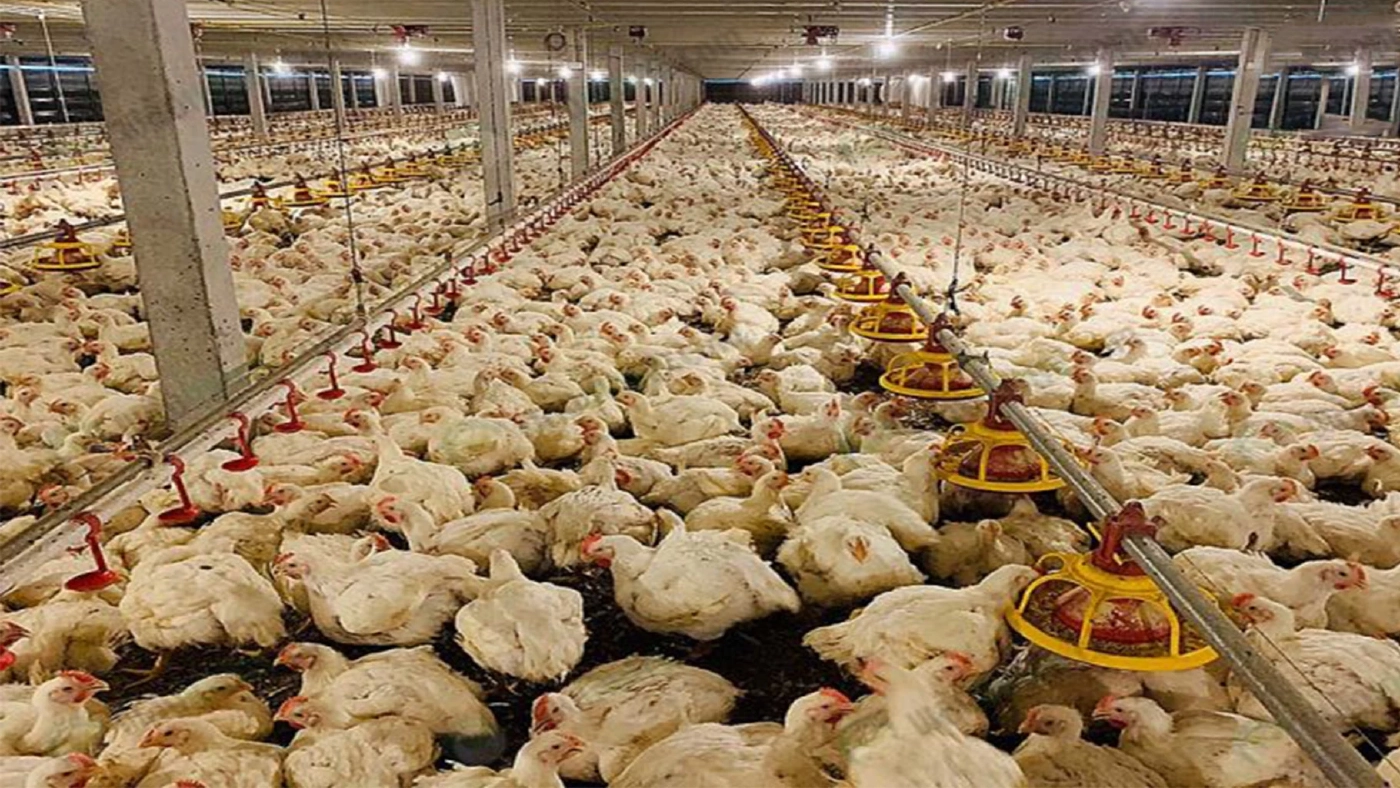 ไก่หน้าฟาร์มปรับขึ้นราคา กก.ละ 37-39 บ.