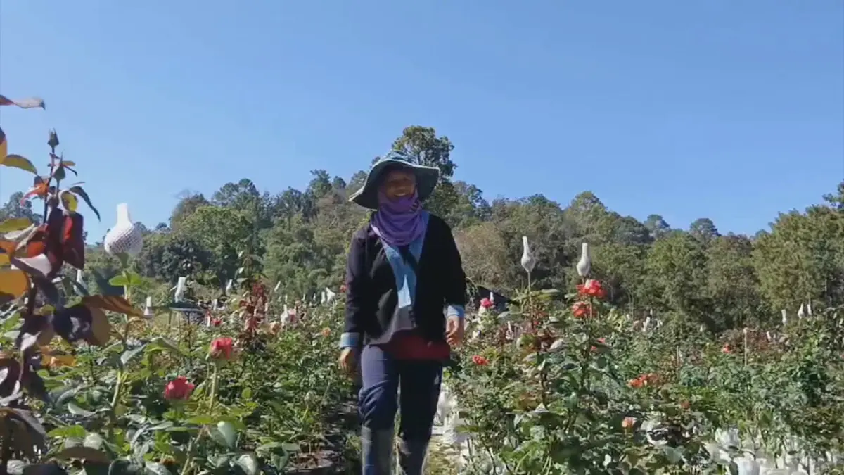 เกษตรกรหันปลูก 'กุหลาบถุง' ขายออนไลน์สู้โควิด