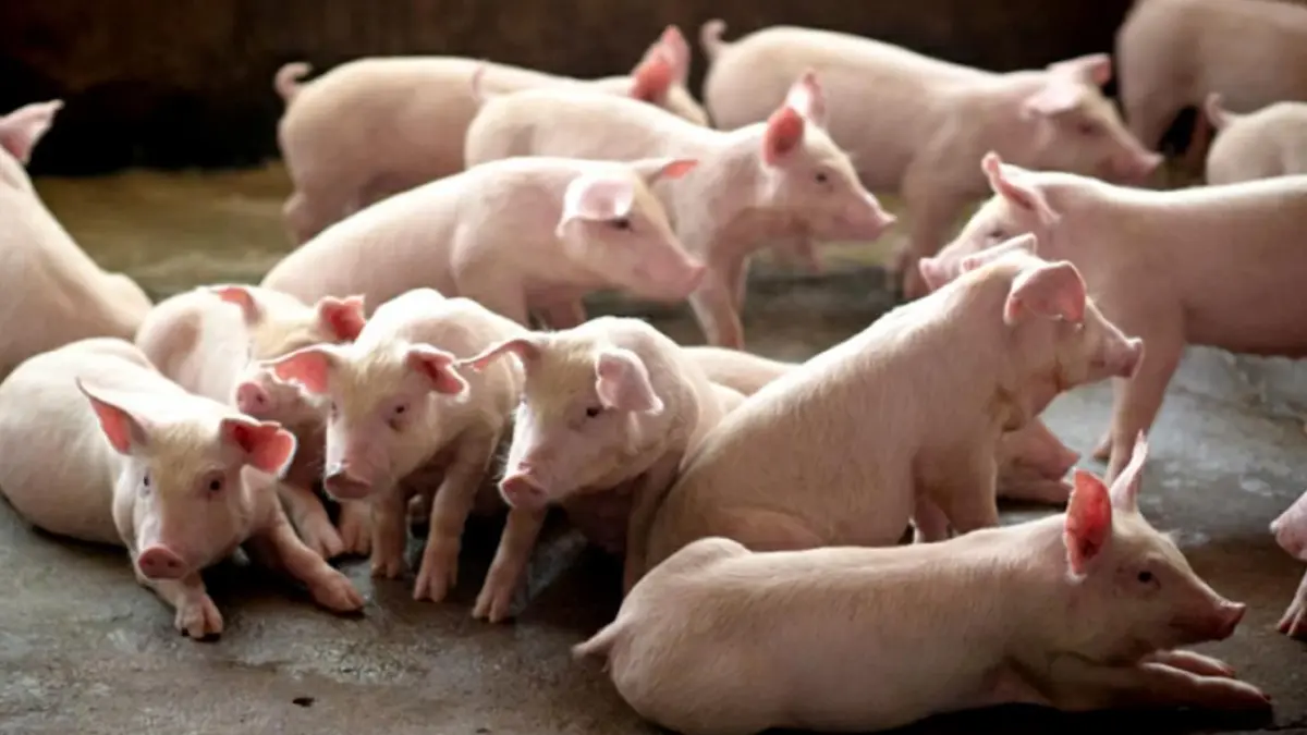 "ประพัฒน์"เตือน "บิ๊กตู่" ระวังขว้างงูไม่พ้นคอแก้วิกฤติ​หมูแพง