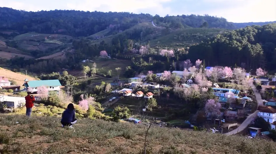 หมู่บ้านสีชมพู ดอกนางพญาเสือโคร่งบานที่บ้านใหม่ร่องกล้า อวดสายตา นทท.