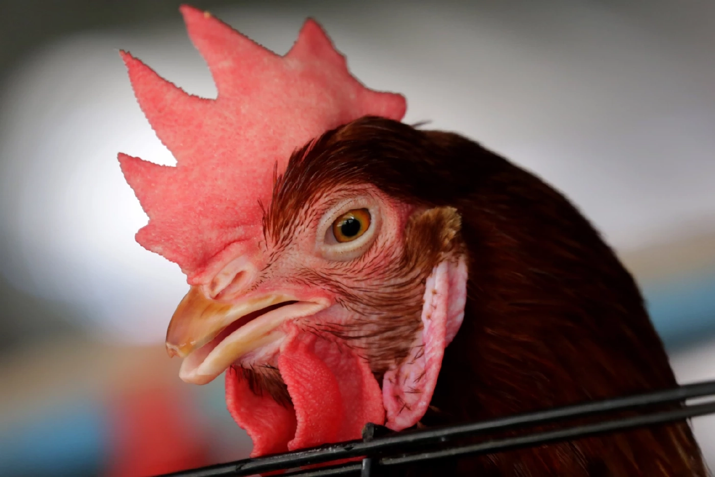 ด่วน ! ประกาศ “ไก่เนื้อ” เป็นสินค้าควบคุมห้ามขึ้นราคา